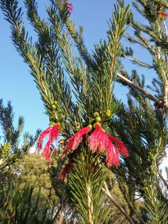 Calothamnus validus in 50mm Forestry Tube