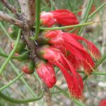 Calothamnus gilesii - Australian Native Plant