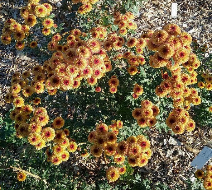 Chrysanthemum Calimero Shiny - Perennial Plant