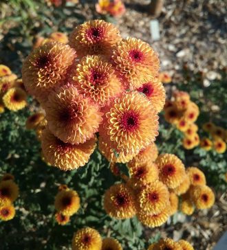 Chrysanthemum Calimero Shiny - Perennial Plant