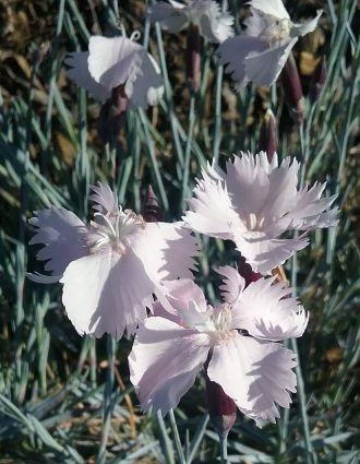 Dianthus graniticus perennial plant