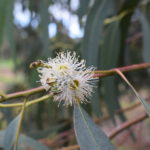 Eucalyptus nortonii - Australian Native Tree