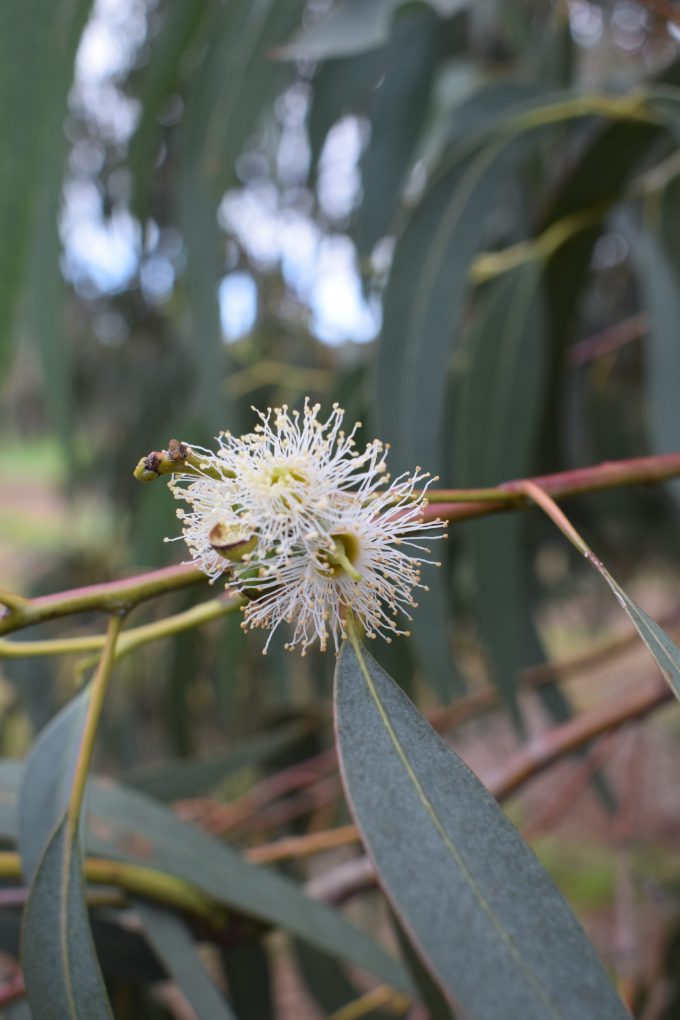 Eucalyptus nortonii - Australian Native Tree
