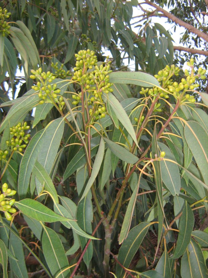 Eucalyptus scias ssp callimastha - Australian Native Tree