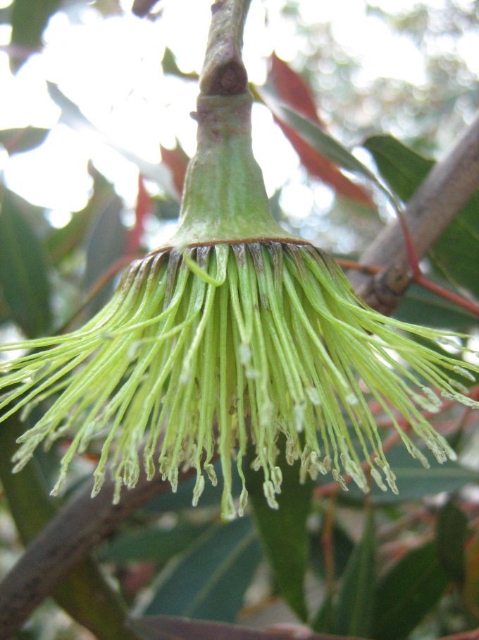 Eucalyptus talyuberlup - Australian Native Plant