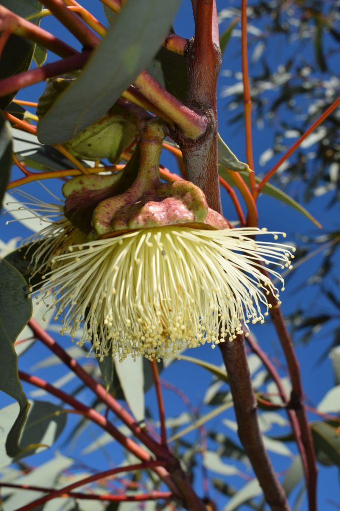 Eucalyptus youngiana - Australian Native Tree