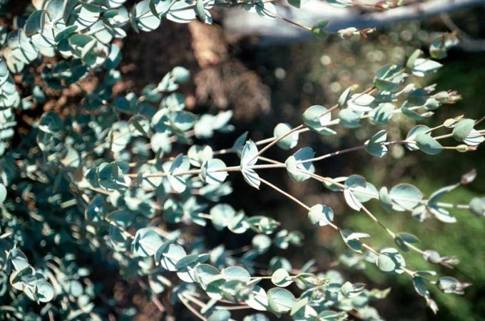 Eucalyptus albida - Australian Native Tree