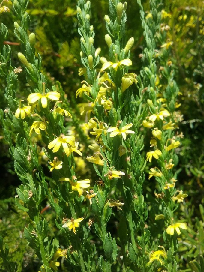 Goodenia viscida - Australian Native Plant
