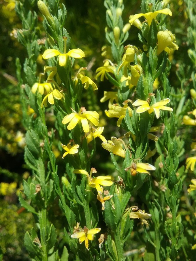 Goodenia viscida - Australian Native Plant