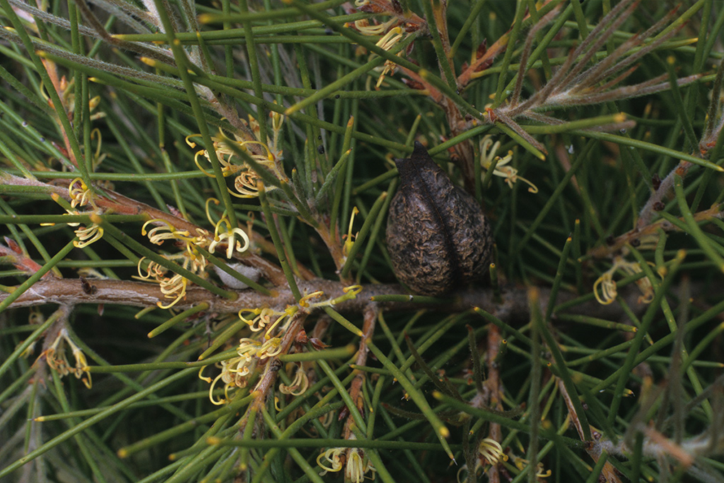 Hakea gibbosa - Australian Native Plant