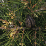 Hakea gibbosa - Australian Native Plant