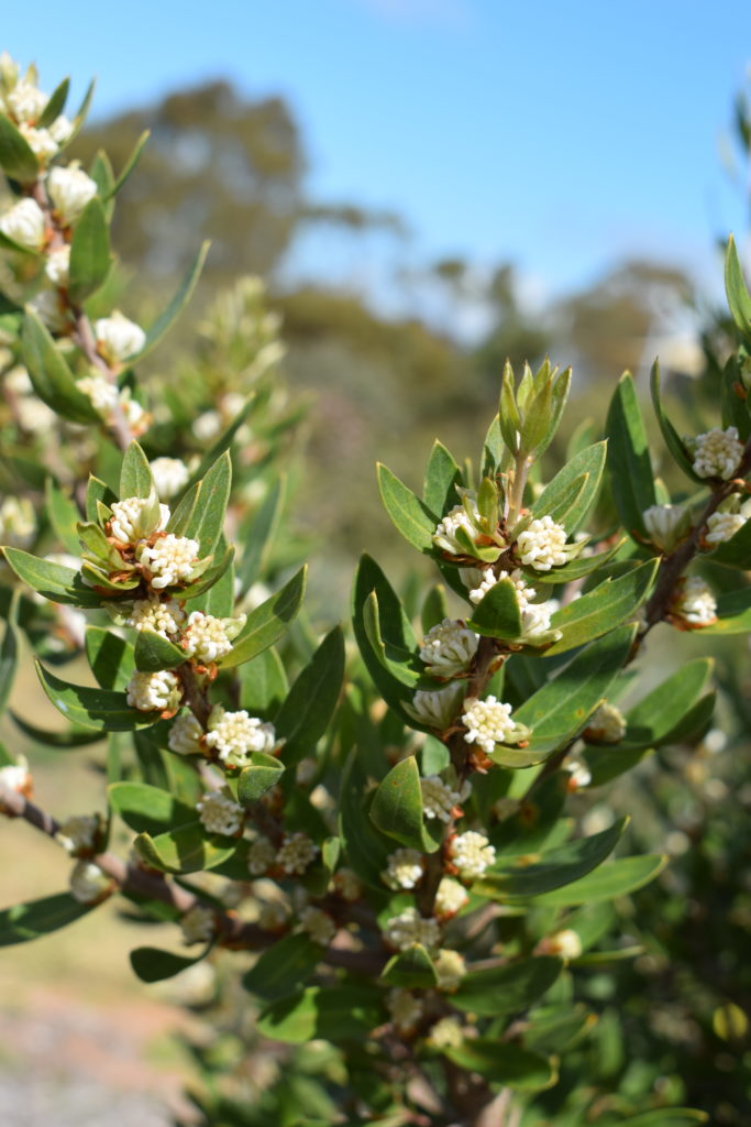 Hakea oleifolia - Australian Native Plant