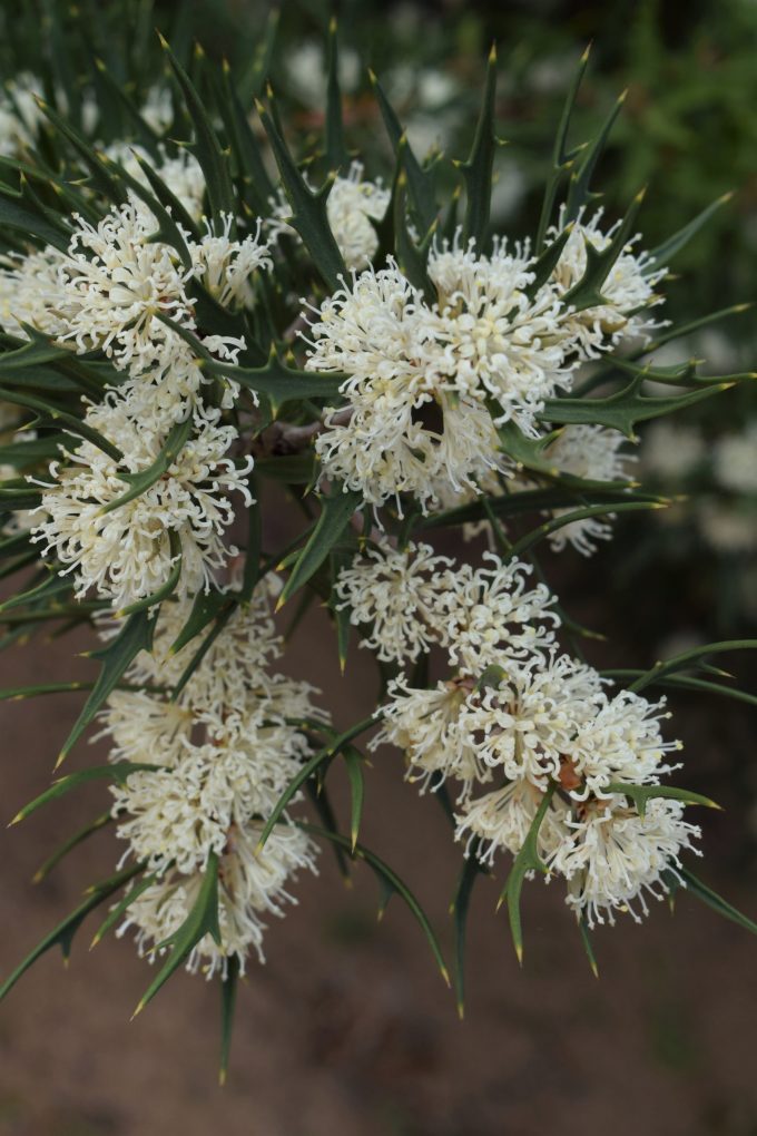 Hakea varia in 50mm Forestry Tube