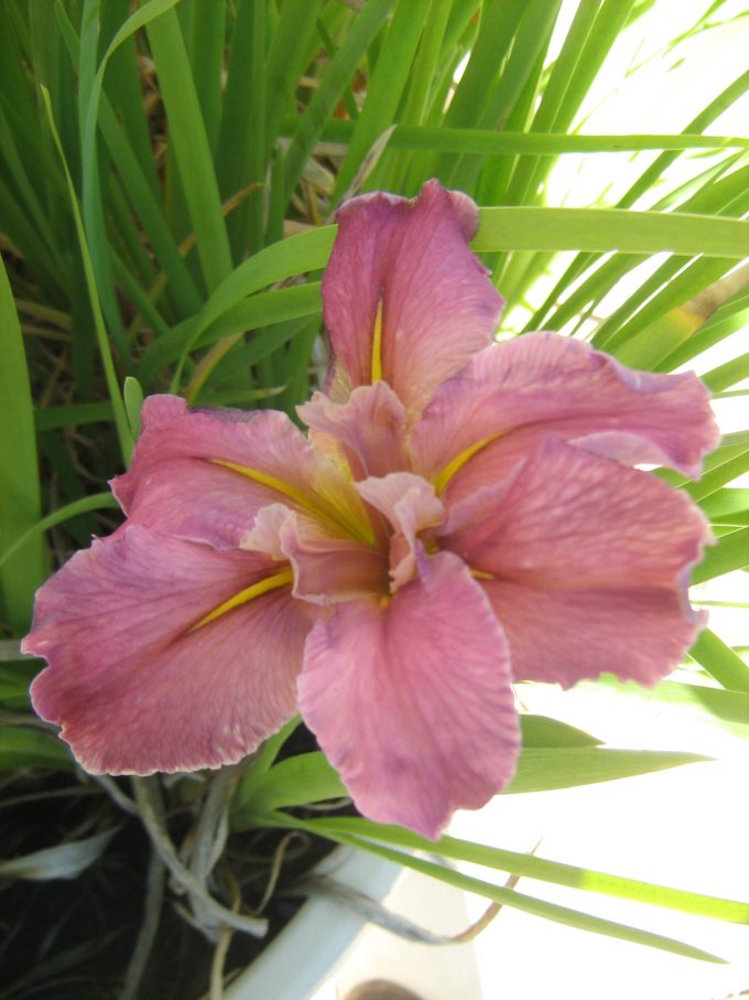 Iris louisiana Bright Parasol