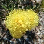 Melaleuca thymoides - Australian Native Plant