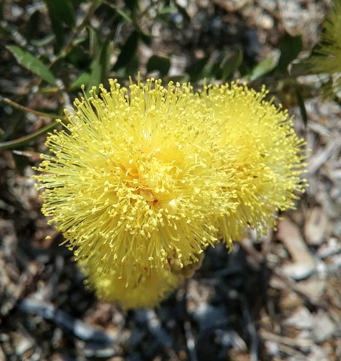 Melaleuca thymoides - Australian Native Plant
