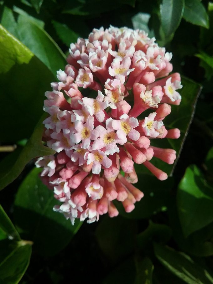 Rondeletia amoena - Perennial Plant