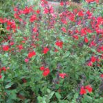 Salvia Crimson and Black - Perennial Plant