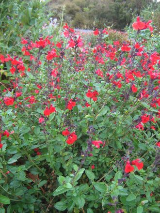 Salvia Crimson and Black 30 seeds