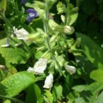Salvia forsskaolei white - Perennial Plant