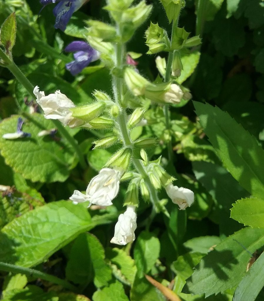 Salvia forsskaolei white - Perennial Plant