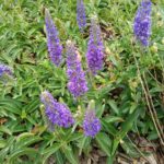 Veronica spicata Blue Sensation - Perennial Plant