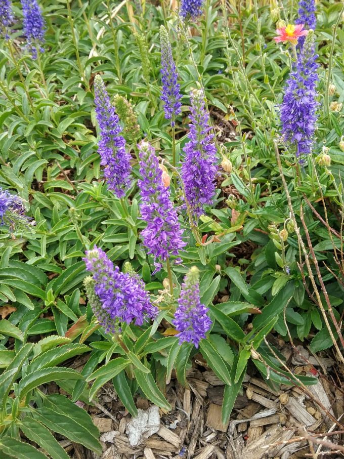 Veronica spicata Blue Sensation in 50mm Forestry Tube Trigg Plants