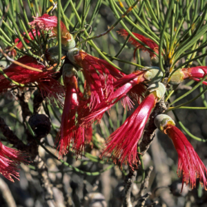 Calothamnus oldfieldii - Australian Native Plant