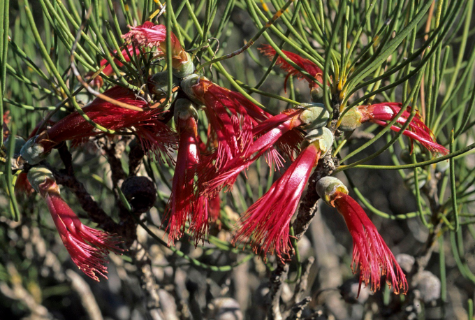 Calothamnus oldfieldii - Australian Native Plant