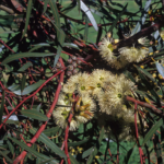 Eucalyptus annulata - Australian Native Tree