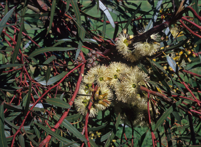 Eucalyptus annulata - Australian Native Tree