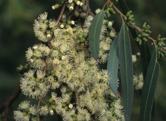 Eucalyptus brockwayi - Australian Native Tree
