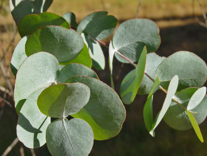 Eucalyptus cinerea - Australian Native Tree
