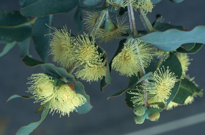 Eucalyptus cordata - Australian Native Tree