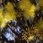 Eucalyptus cornuta - Autralian Native Plant