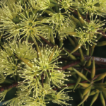 Eucalyptus gardneri - Australian Native Plant