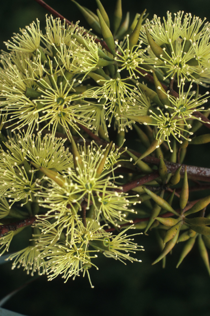 Eucalyptus gardneri - Australian Native Plant