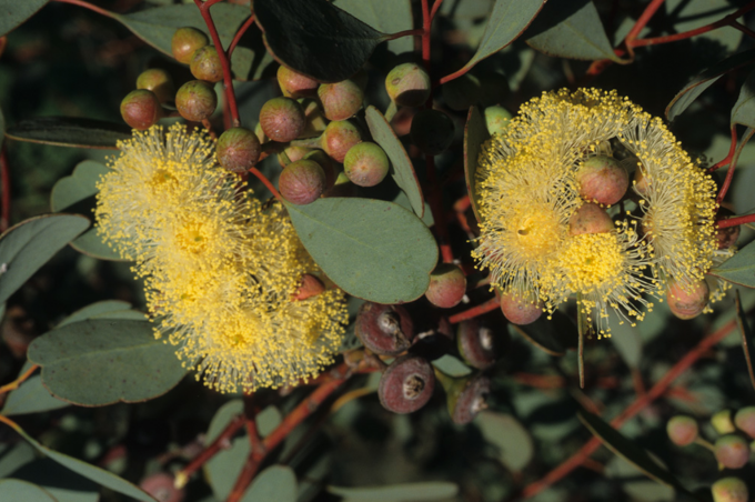 Eucalyptus websteriana - Australian Native Tree