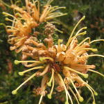 Grevillea juniperina Molongolo - Australian Native Plant