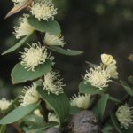Hakea ferfuginea - Australian Native Plant