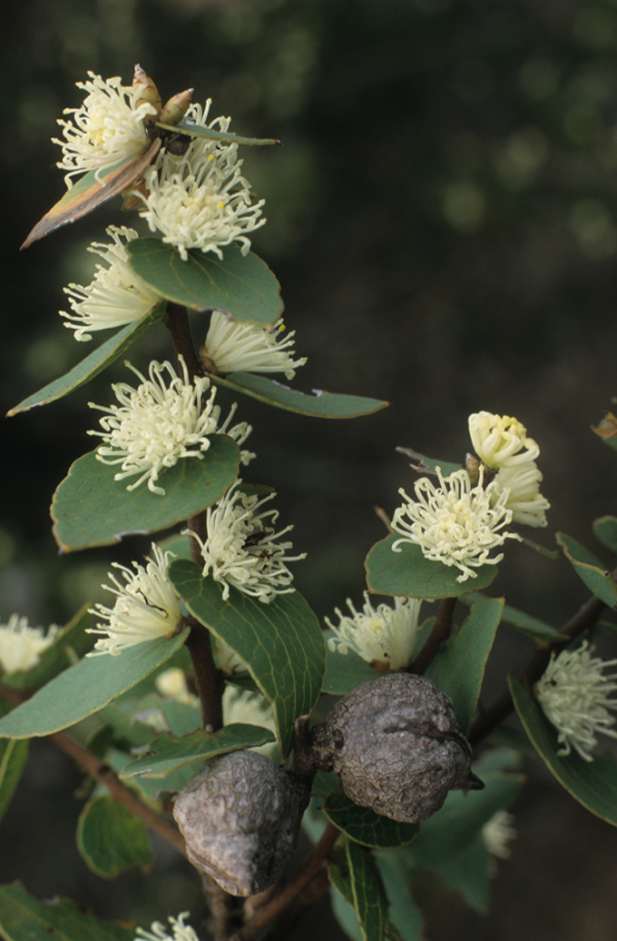 Hakea ferfuginea - Australian Native Plant
