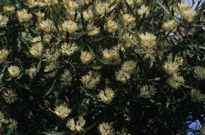 Hakea florida - Australian Native Plant