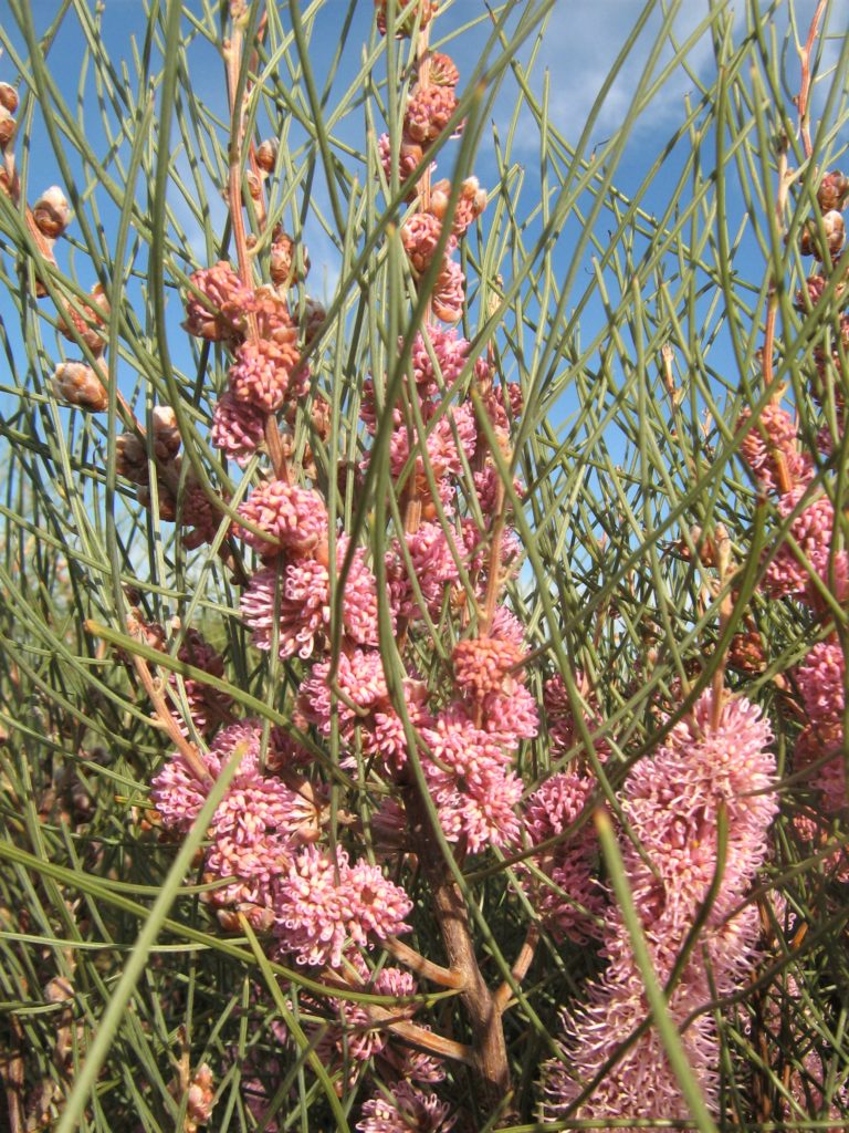 Hakea invaginata - Australian Native Plant