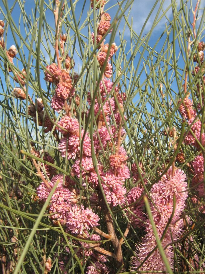 Hakea invaginata - Australian Native Plant
