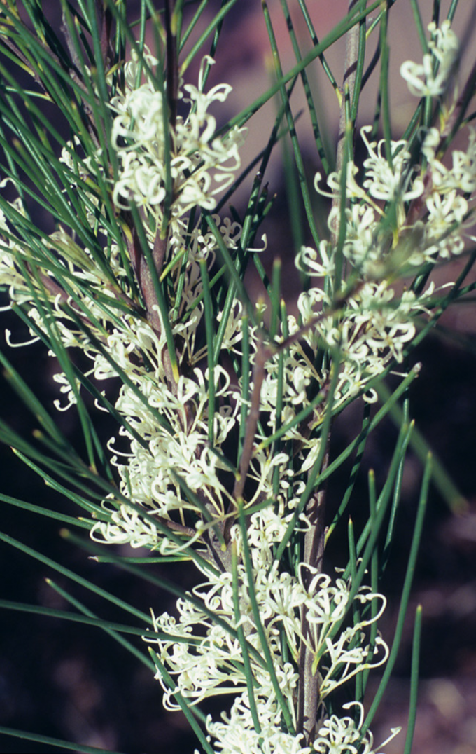 Hakea ochroptera - Australian Native Plant