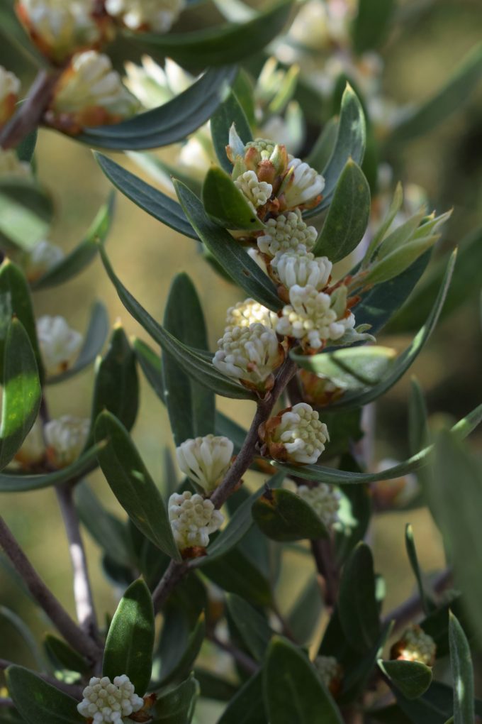 Hakea oleifolia - Australian Native Plant