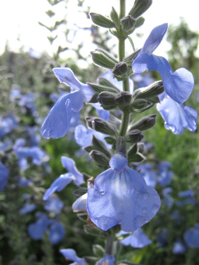Salvia azure var grandiflora - Perennial Plant