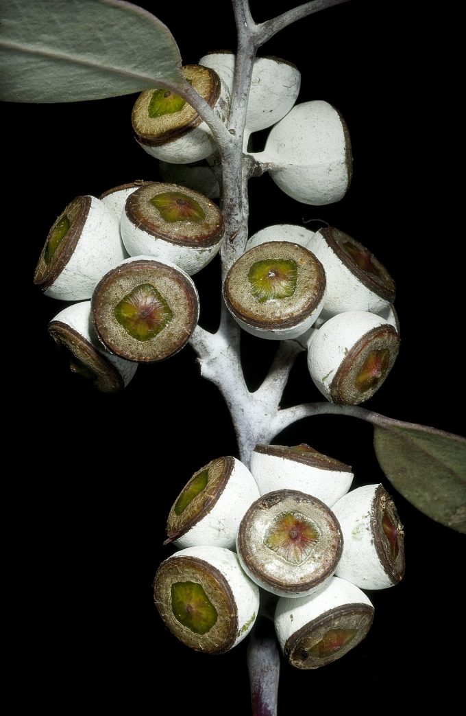 Eucalyptus campaspe - Australian Native Tree