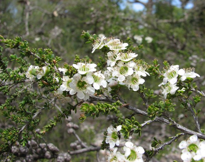 Leptospermum liversidgei - Australian Native Plant