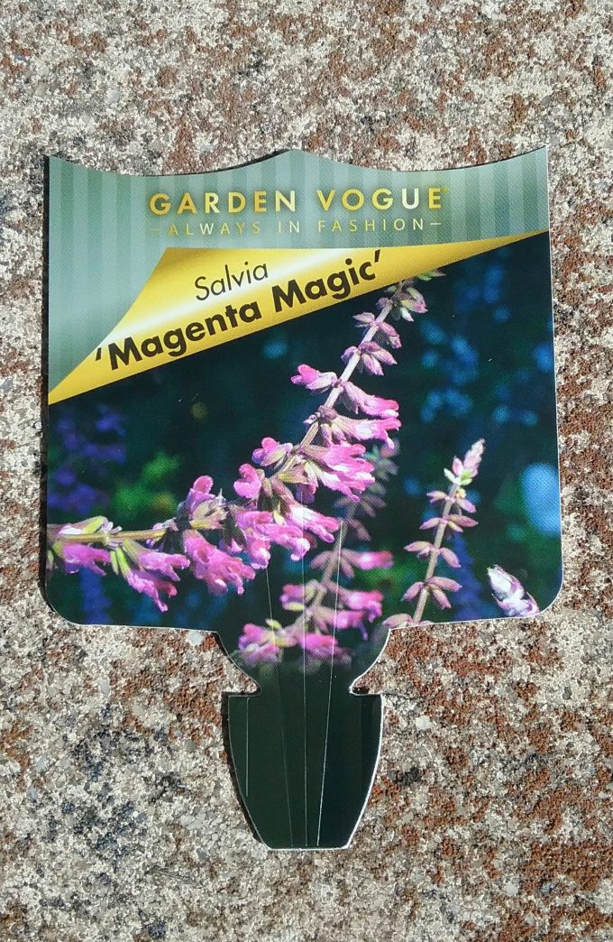 Salvia Magenta Magic